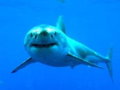 Акулы — одни из самых грозных обитателей океана