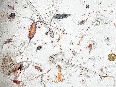 Планктонные организмы