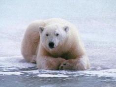 Белый медведь в Арктике