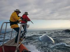 морская охота на китов