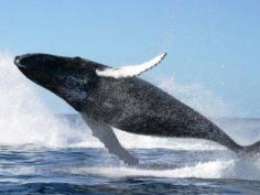В древности многие полагали, <br> что кит — это огромная рыба