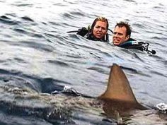 Больше всего пловцы боятся нападения акул