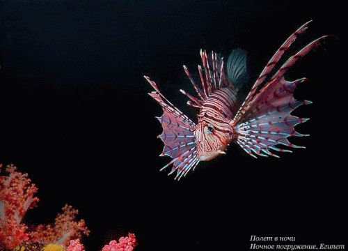 ����� � ����