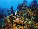 Угроза гибели коралловых рифов